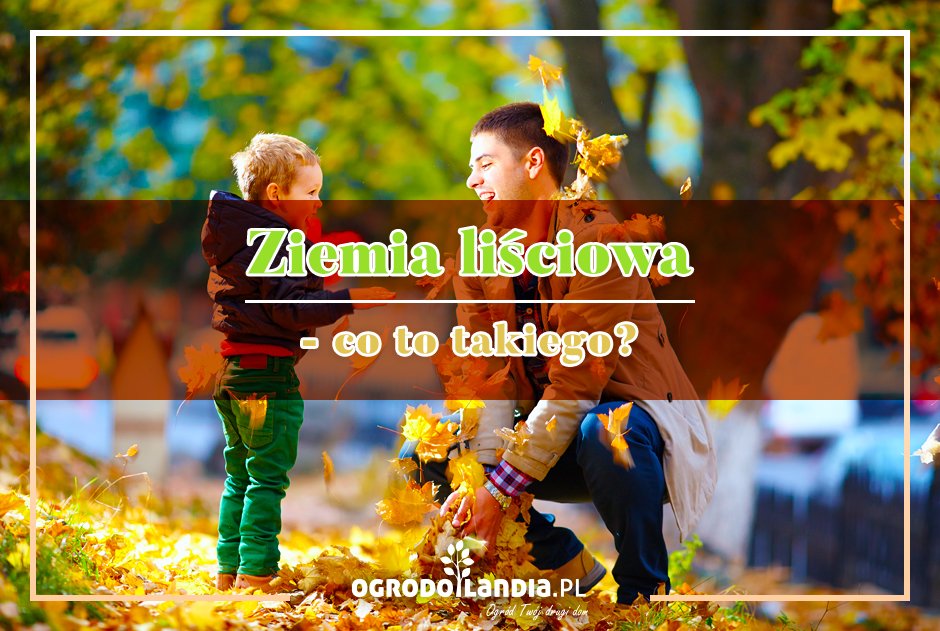 Ziemia liściowa - z czego? Do czego? I co to takiego?