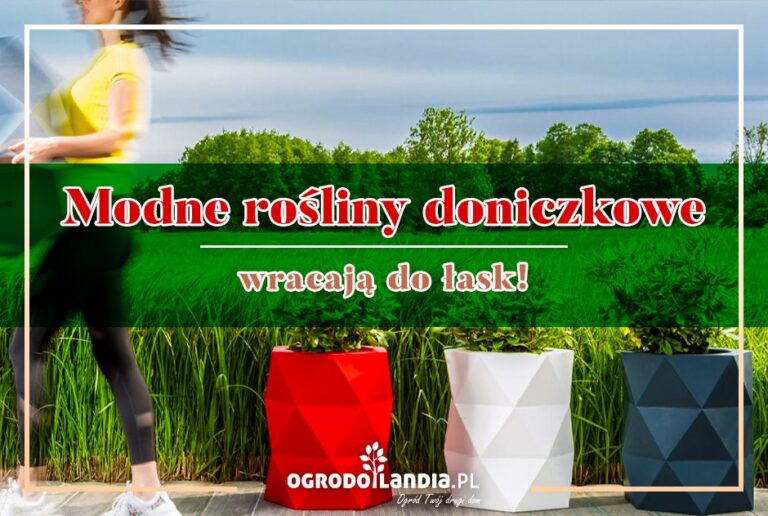 Rośliny w doniczkach