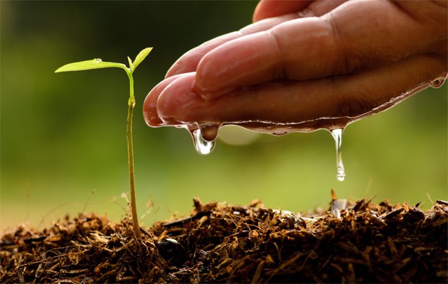 Naturalne nawozy dla roślin