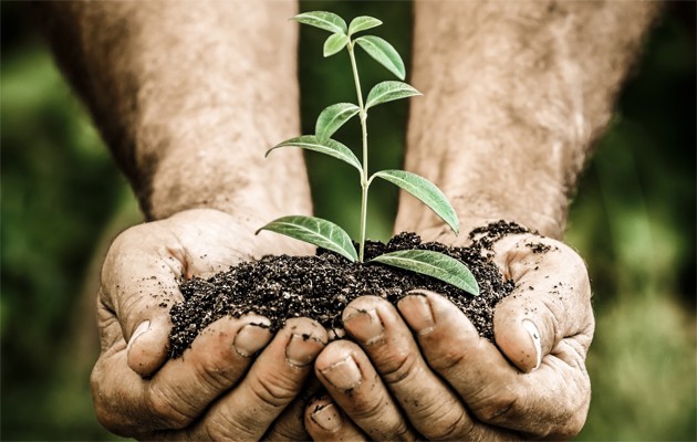 Naturalne środki ochrony roślin w ogrodzie