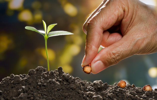 Inspiracje na wysiew nasion