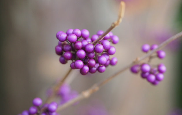 Pięknotka Bodiniera – co to jest?