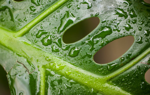 Monstera dziurawa – nie taka straszna