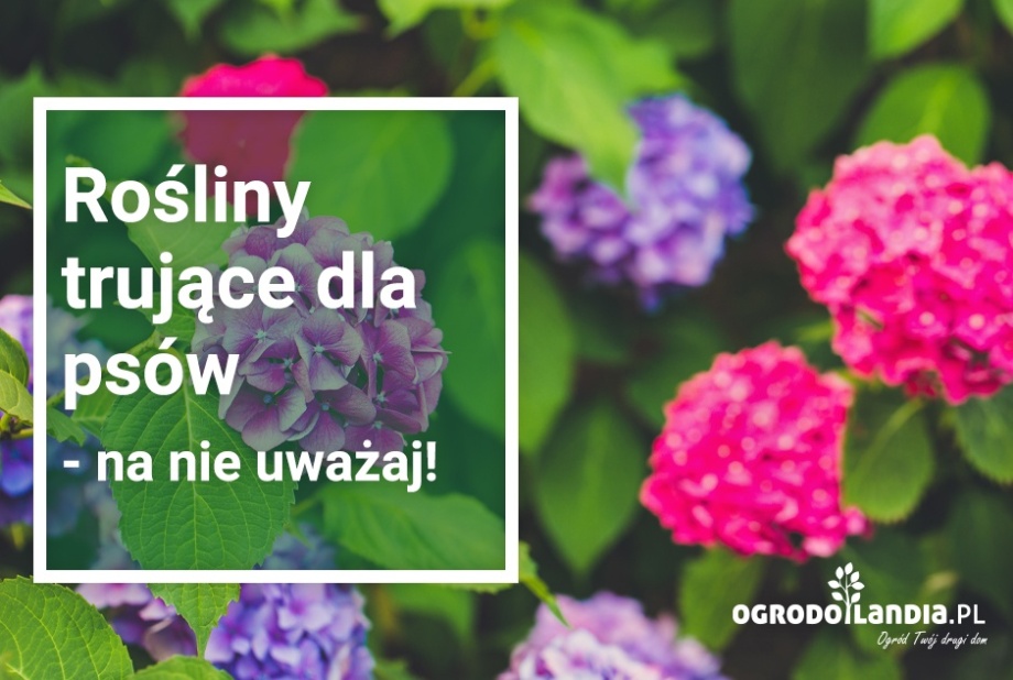 piesek w ogrodzie oblizuje się