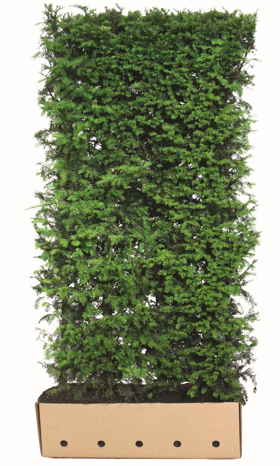 pojedyńczy element żywopłotu