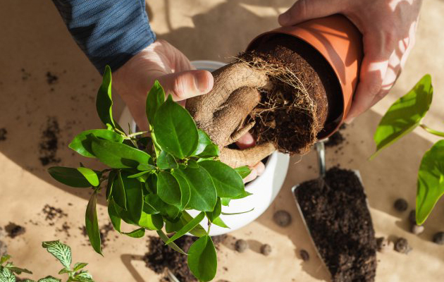 Przesadzanie roślin doniczkowych