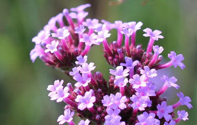 Werbena patagońska – urocza dama z Ameryki Południowej