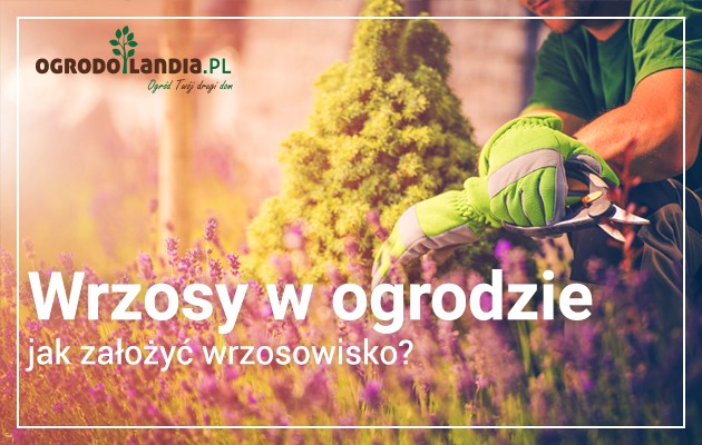 Wrzosowisko w ogrodzie