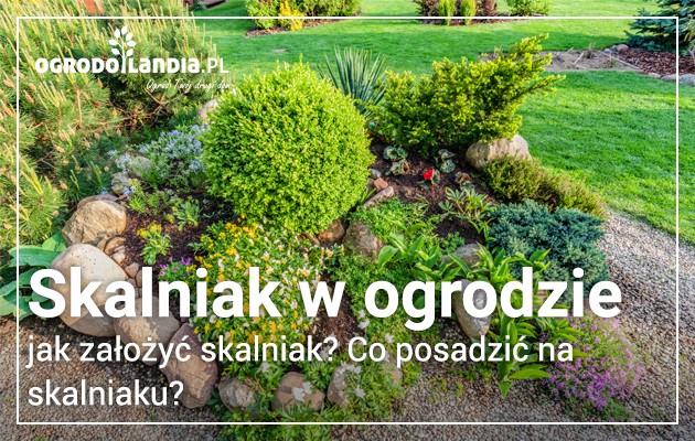 Skalniak ogrodowy – co to takiego?