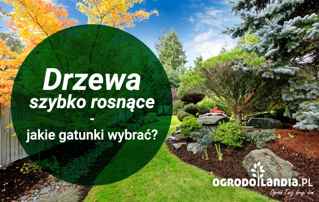 Drzewo w ogrodzie – dobry duch