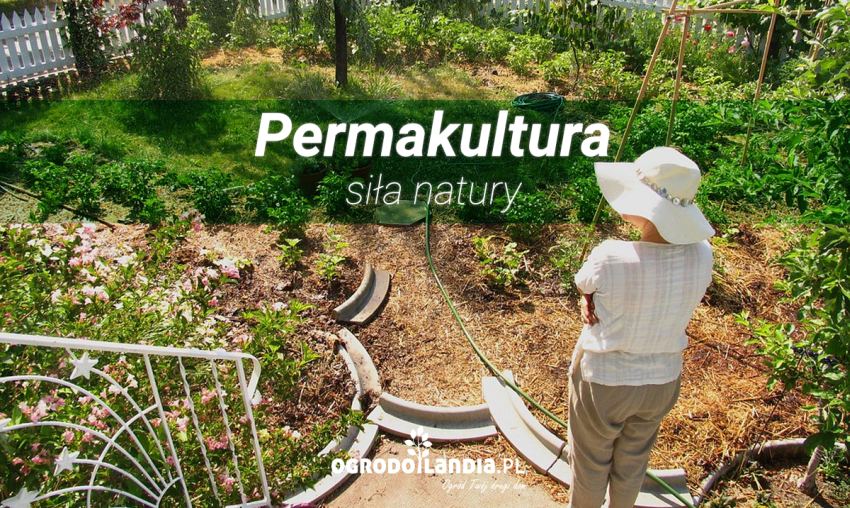 Permakultura - czym jest? Zasady prowadzenia ogrodu w permakulturze