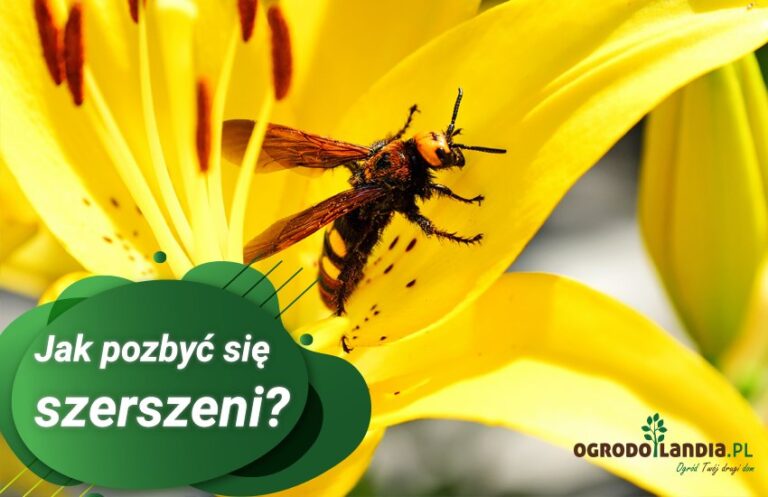 Szerszeń europejski jak się go pozbyć? Poznaj swojego wroga!