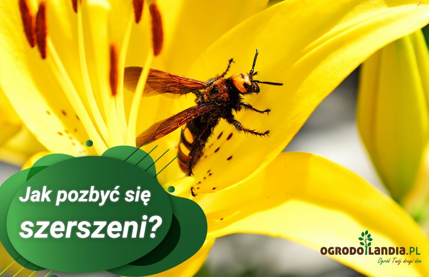 Jak pozbyć się szerszeni?