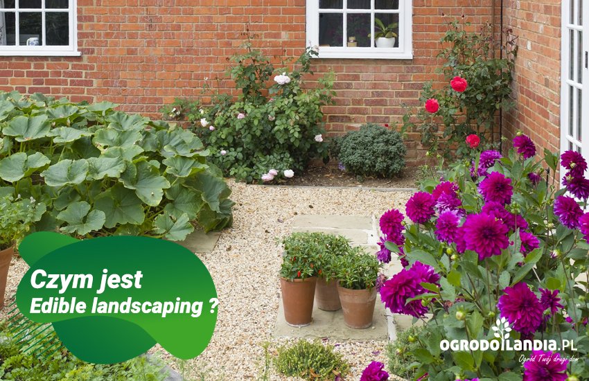 Edible landscaping - nowy ogrodniczy trend, ciekawa alternatywa dla warzywników!