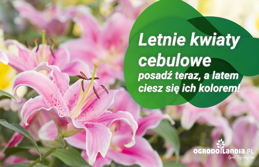 Letnie kwiaty cebulowe - posadź teraz, a latem ciesz się ich kolorem!