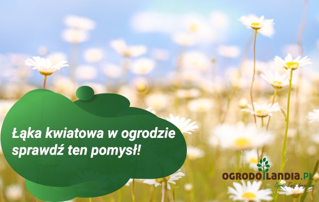 Łąka kwietna – co to jest?