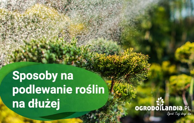 Podlewanie roślin doniczkowych