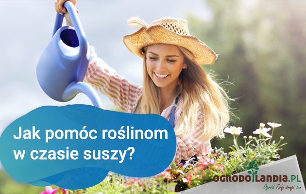 Jak pomóc roślinom w czasie suszy