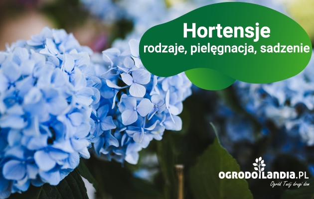 Hortensja – królowa ogrodów