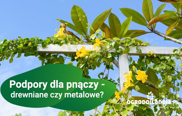 Pnącza w ogrodzie i podpory dla nich