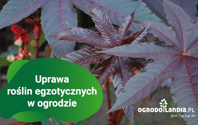 Rośliny egzotyczne które można uprawiać w ogrodzie