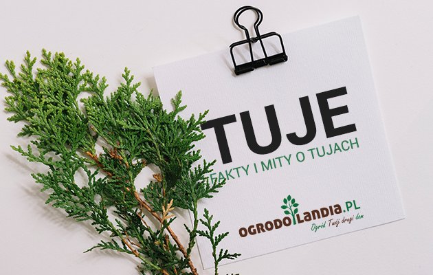 Czy tuje szkodzą zdrowiu