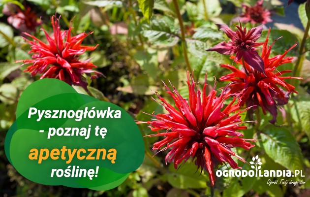 Na rabacie, w ogrodzie pyszni się dumnie główka – to pysznogłówka!