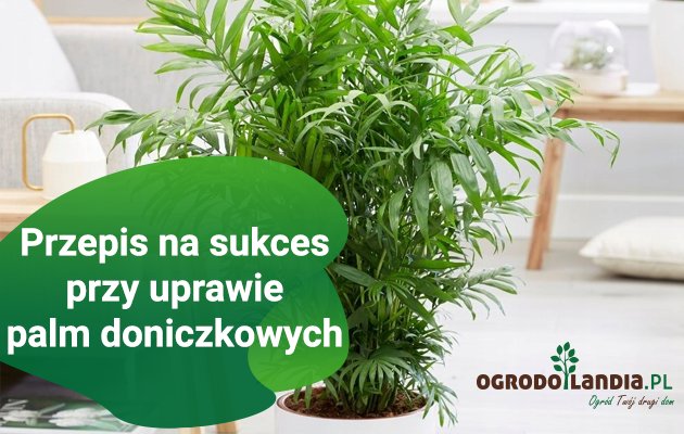 Uprawa palm doniczkowych