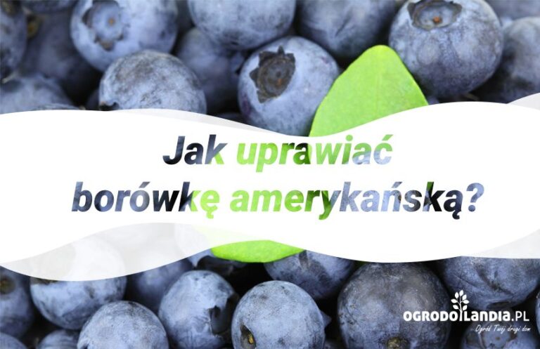 Borówka wysoka – szlachetna księżniczka z Ameryki