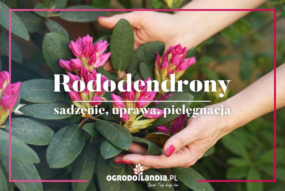 Rododendrony - sadzenie, uprawa, pielęgnacja