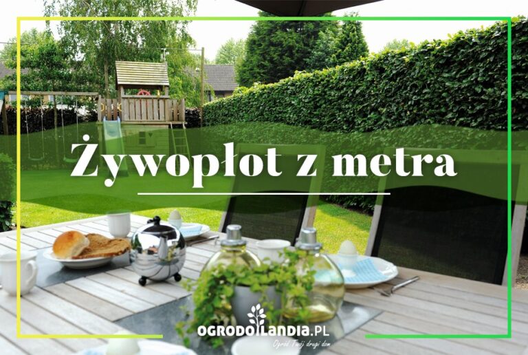 Żywopłoty z metra