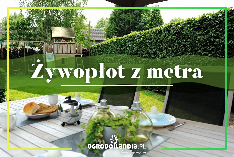 Żywopłot z metra - efekt już teraz! Nie musisz czekać kilku lat!