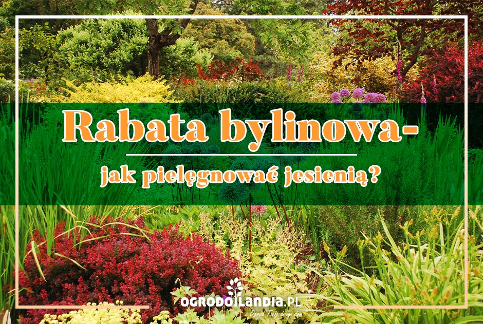 Rabata bylinowa - jesienna rewolucja i zadania do wykonania