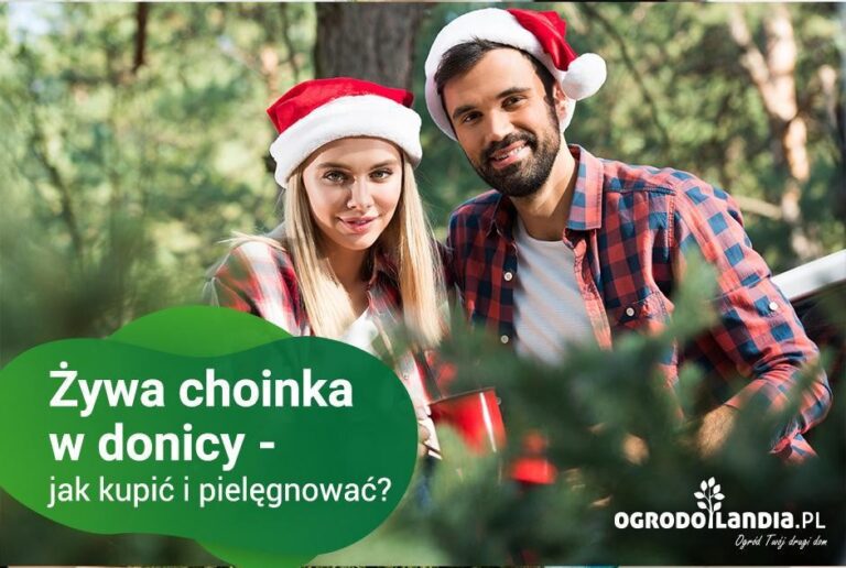 Żywa choinka – dla kogo?