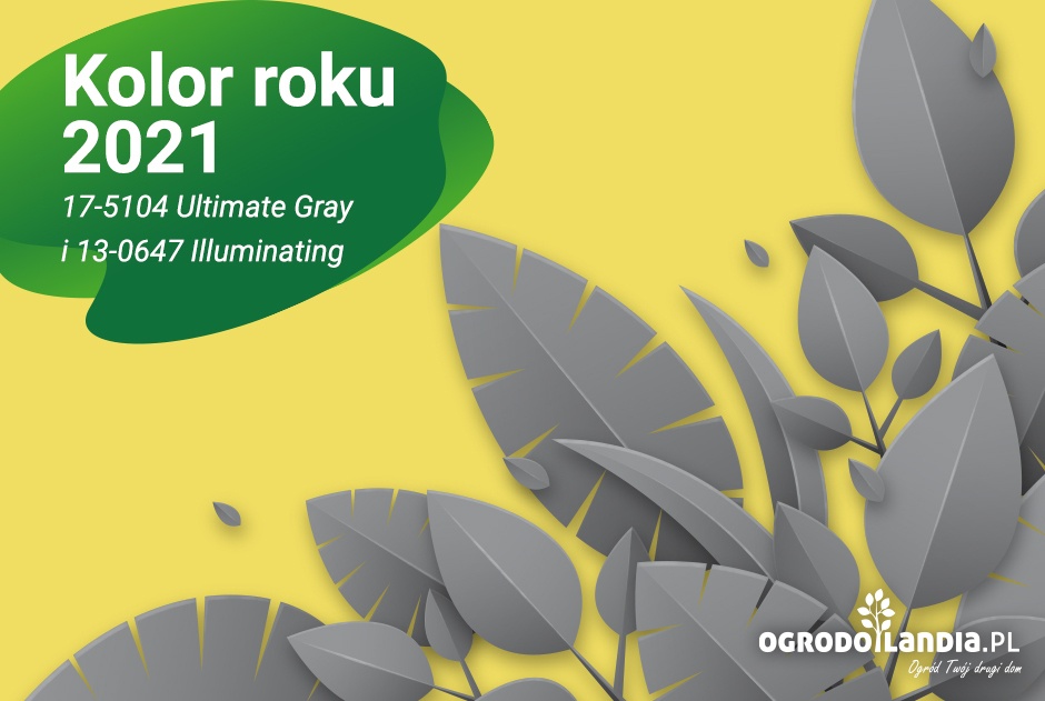 Kolor roku 2021- wybór Pantone!