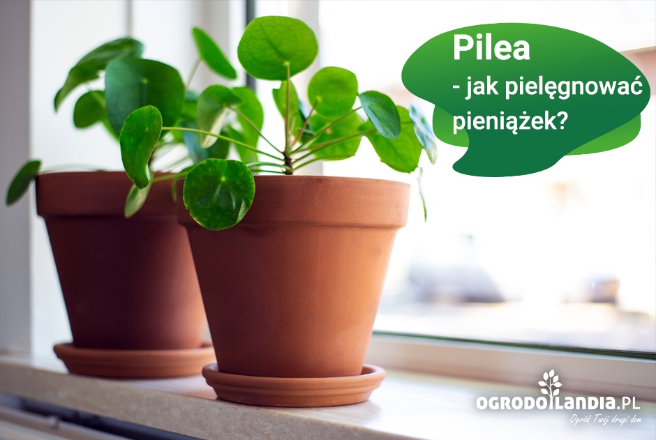 Pilea - pieniążek, modny kwiat doniczkowy!