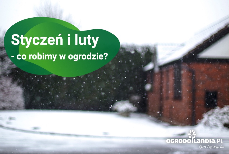Styczeń i luty w ogrodzie - co robimy w styczniu w ogrodzie?