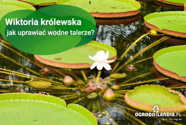 Wiktoria królewska – wiwat królowa Wiktoria!