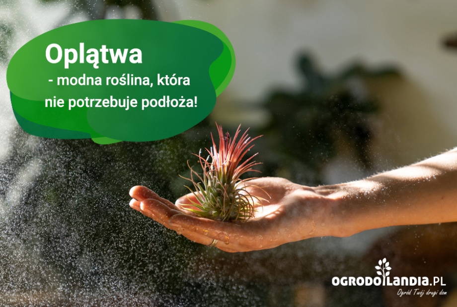 Oplątwa - roślina powietrzna, tillandsia. Jak uprawiać? Aranżacja
