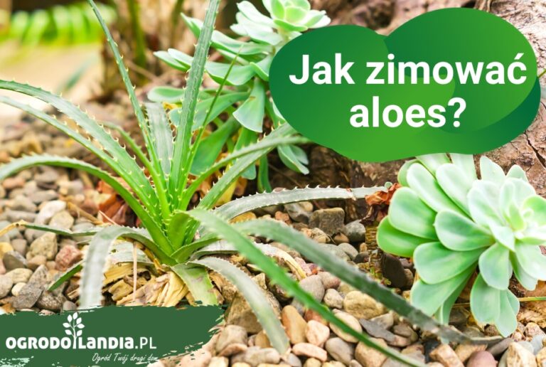 Czym są aloesy i skąd pochodzą?