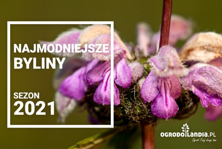 Byliny – modne rabaty bylinowe