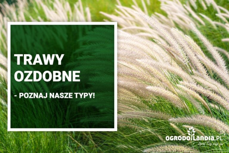 Trawy ozdobne w ogrodzie