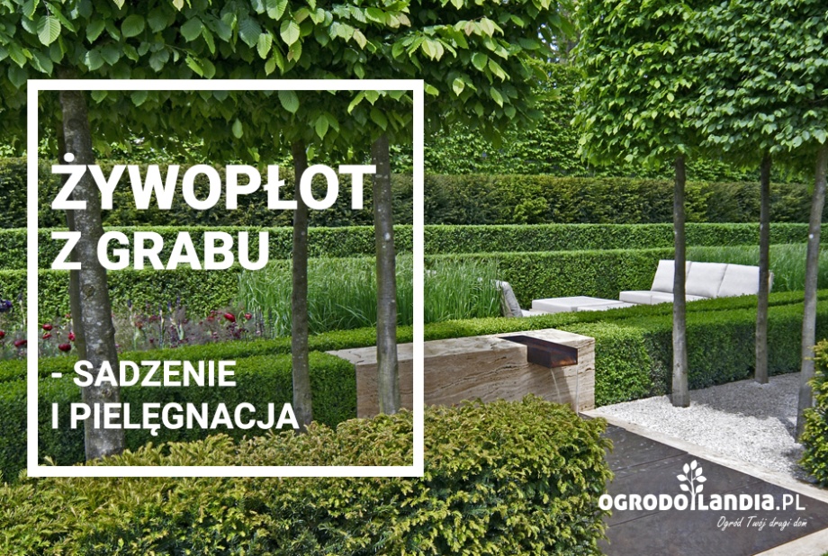 Żywopłot z grabu - zakładanie i pielęgnacja