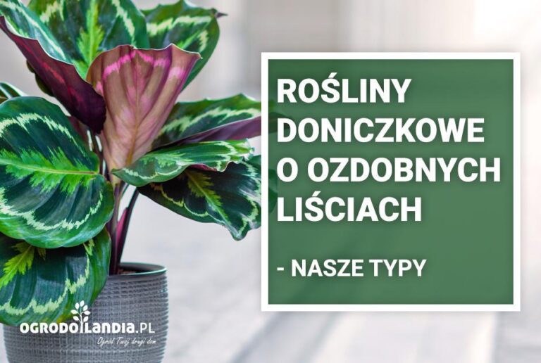 Rośliny doniczkowe – ozdobne liście