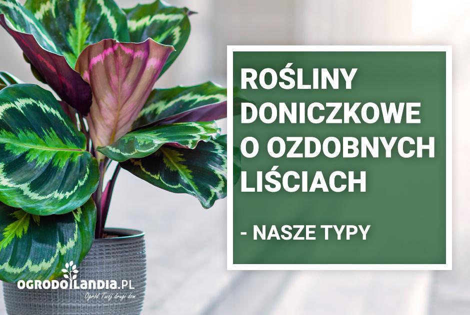 Rośliny doniczkowe o ozdobnych liściach - nasze typy