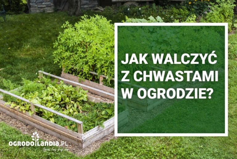 Chwasty w ogrodzie – nieproszeni goście?