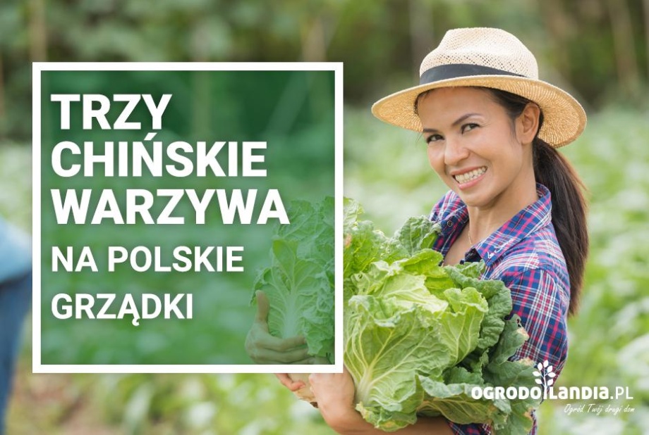 Trzy chińskie warzywa na polskie grządki