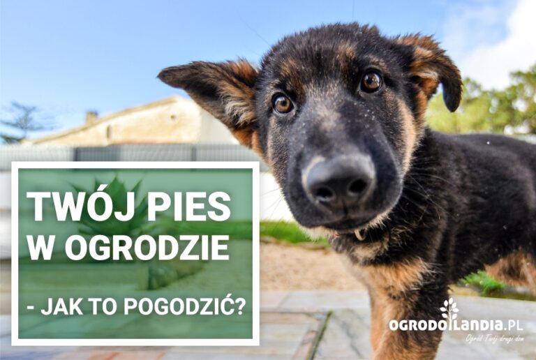Pies w ogrodzie – jak to pogodzić?