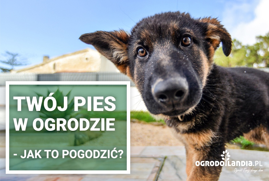 Twój pies w ogrodzie - jak to pogodzić?