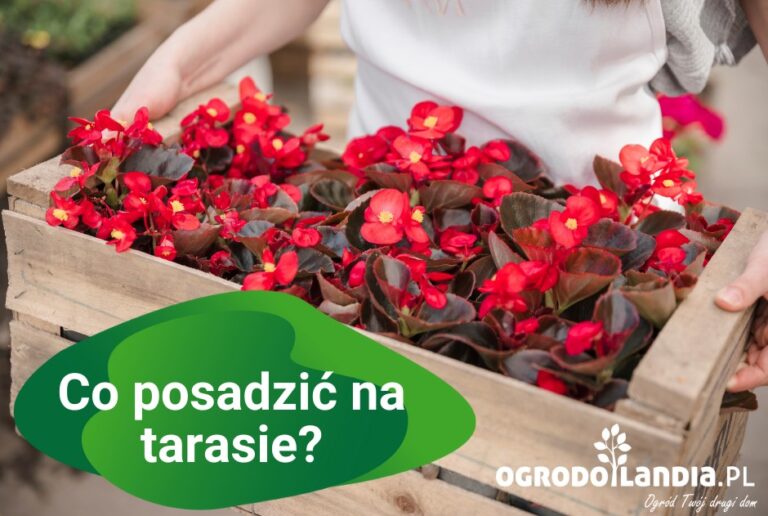 Co posadzić na tarasie?